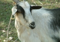 Free Goat Photo