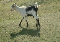 Free Goat Photo