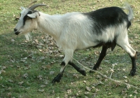 Free Goat Photo Side View