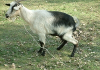 Free Goat Photo