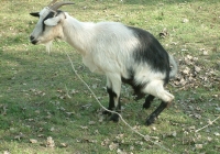 Free Goat Photo Sitting