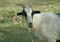 Free Goat Photo