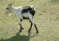 Free Goat Photo