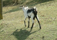 Free Goat Photo