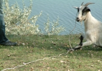 Free Goat Photo