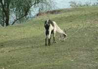 Free Goat Photo