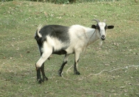 Free Goat Photo