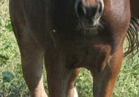 brown foal photo 01