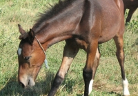 brown foal photo 02