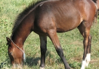 brown foal photo 03