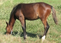 brown foal photo 04