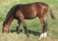 brown foal photo 05