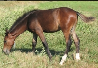 brown foal photo 06