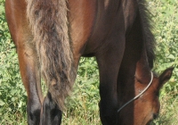 brown foal photo 07