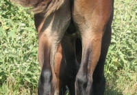 brown foal photo 08