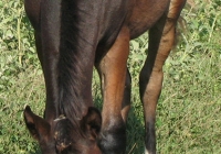 brown foal photo 10