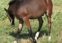 brown foal photo 11