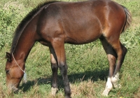 brown foal photo 12