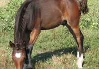 brown foal photo 13