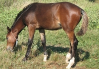 brown foal photo 14