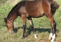 brown foal photo 15