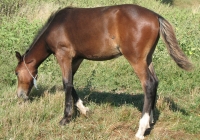 brown foal photo 16