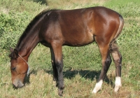 brown foal photo 18