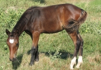 brown foal photo 19