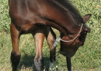 brown foal photo 20