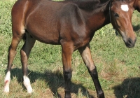 brown foal photo 21