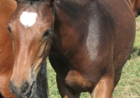 brown foal photo 22