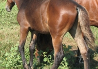 brown foal photo 23