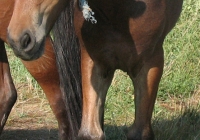 brown foal photo 24