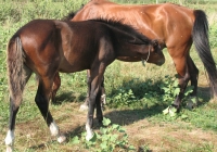 brown foal photo 25