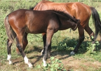 brown foal photo 26