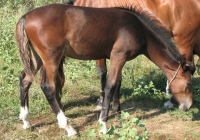 brown foal photo 27