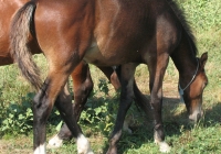 brown foal photo 28