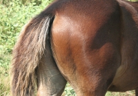 brown foal photo 29