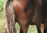 brown foal photo 30