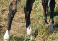 brown foal photo 31