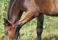 brown foal photo 33
