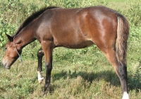 brown foal photo 34