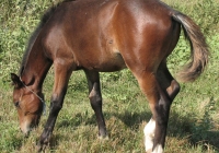 brown foal photo 35