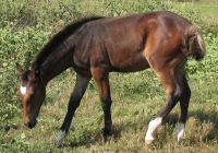 brown foal photo 36