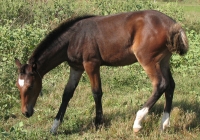 brown foal photo 36