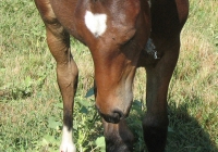 brown foal photo 38