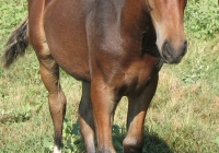 brown foal photo 39