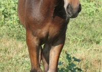 brown foal photo 41