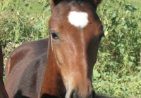 brown foal photo 42