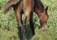 brown foal photo back